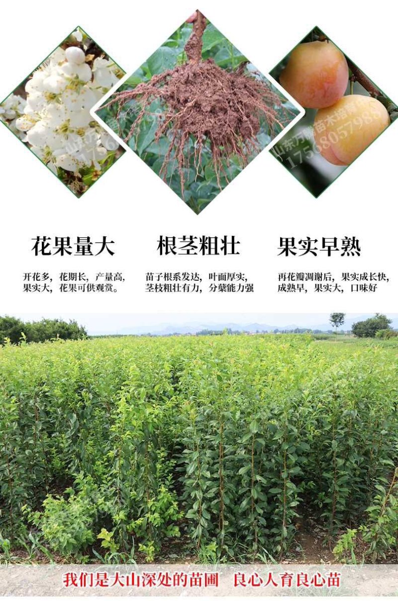 恐龙蛋李子苗基地直销提供技术指导包成活率