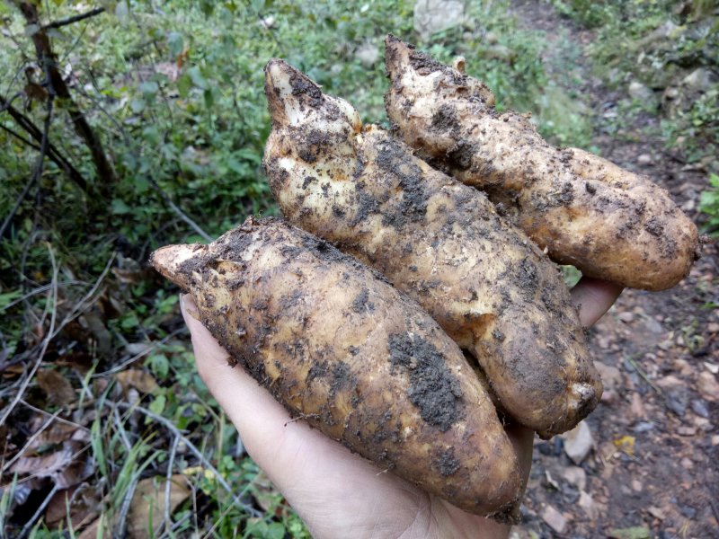 天麻野生天麻鲜天麻新鲜天麻干天麻非云南小草坝天麻