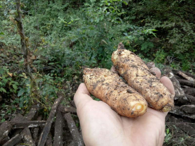 天麻野生天麻鲜天麻新鲜天麻干天麻非云南小草坝天麻