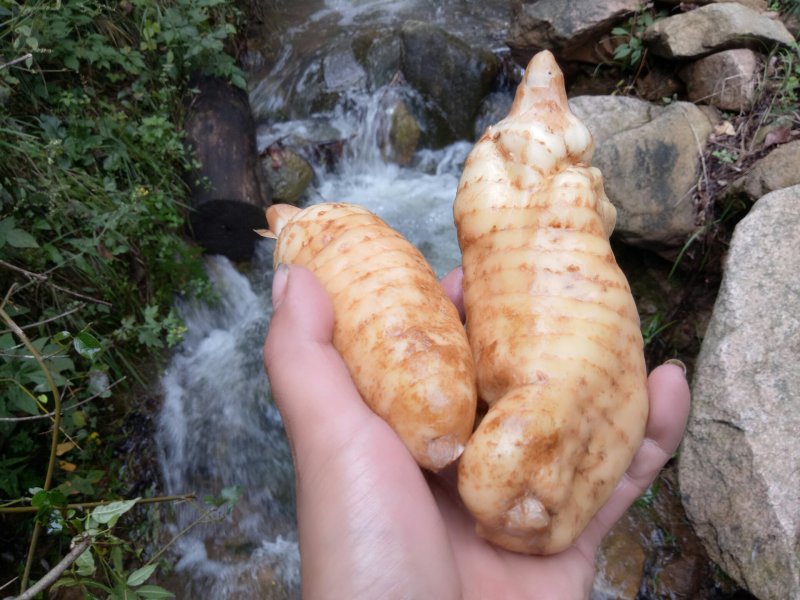 天麻野生天麻鲜天麻新鲜天麻干天麻非云南小草坝天麻