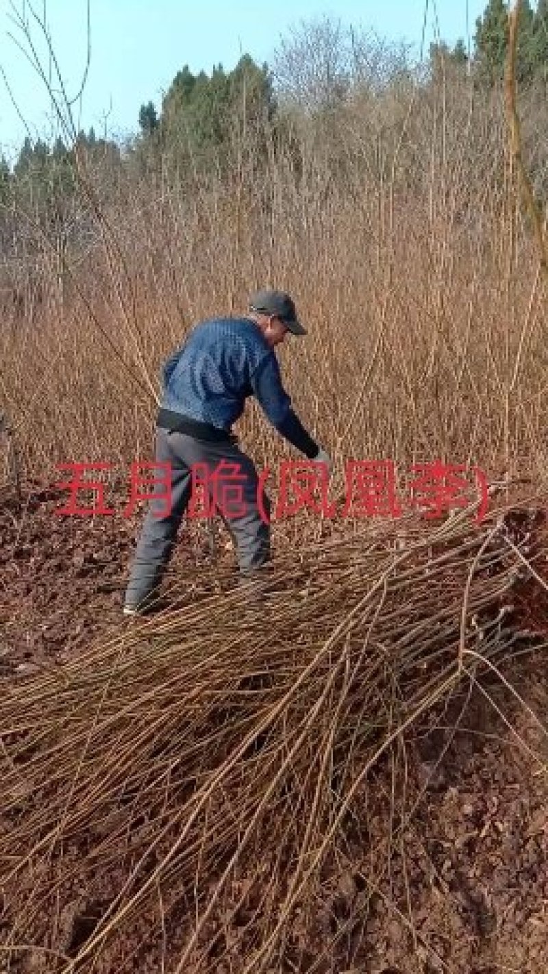 五月脆李苗(凤凰李)\脱骨\个大\脆甜\免费提供技术
