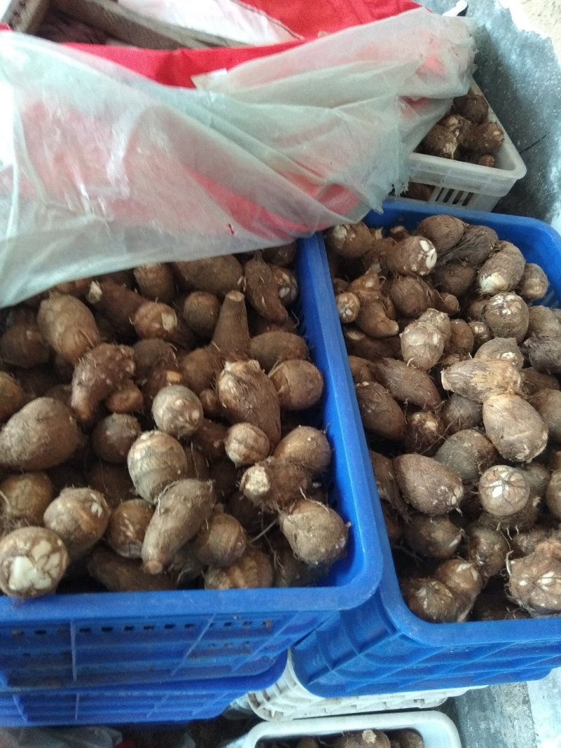 沙地芋头8520通货不挑球