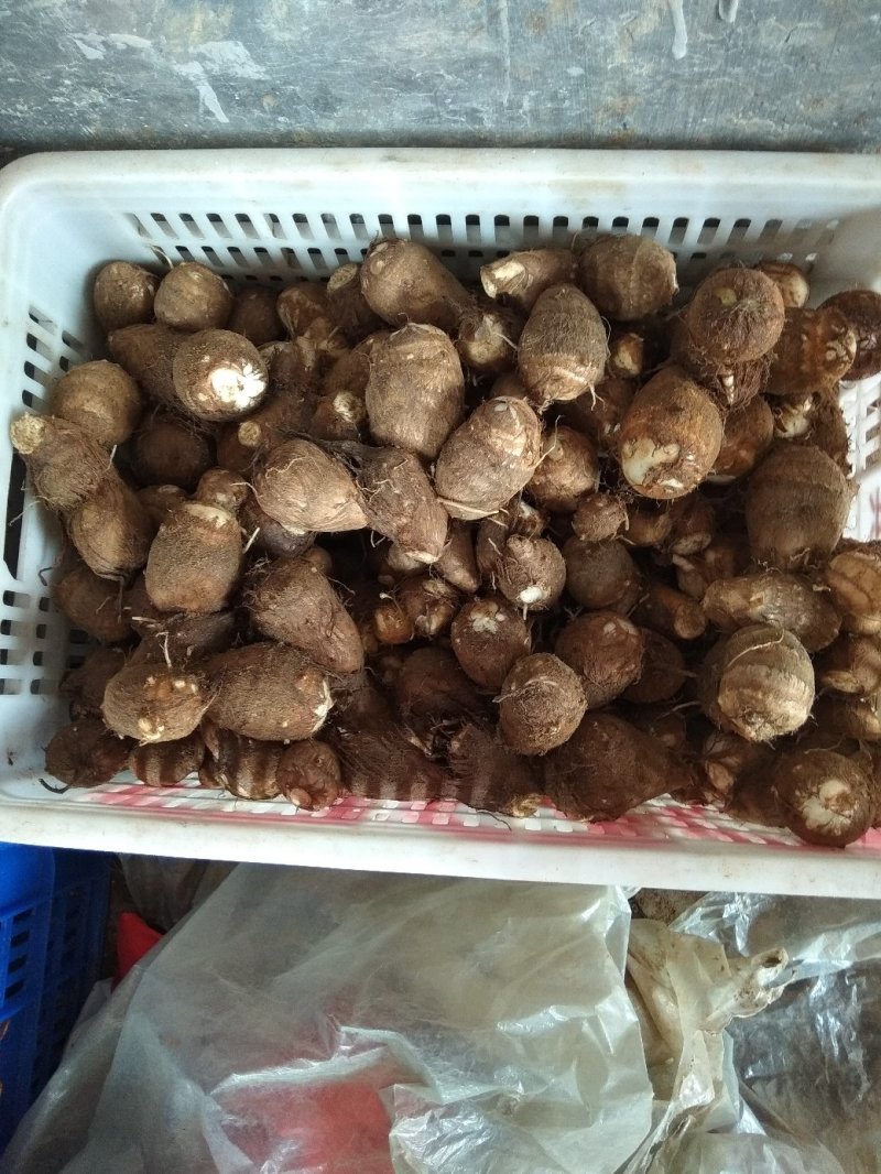 沙地芋头8520通货不挑球