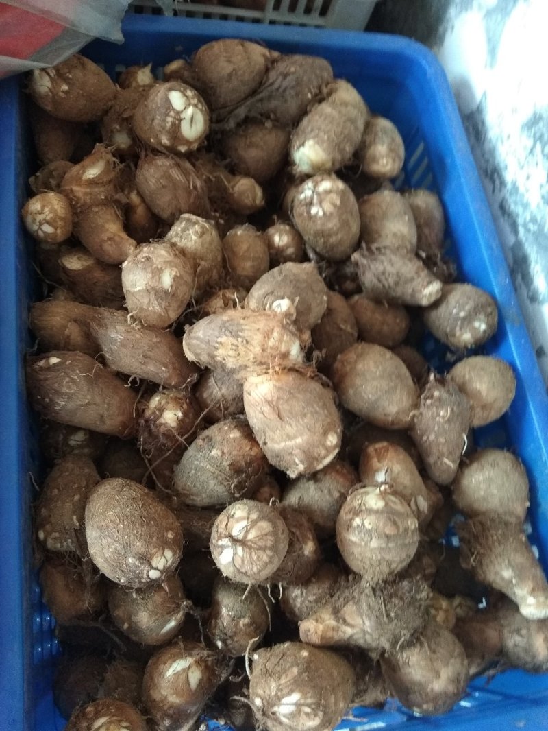 沙地芋头8520通货不挑球