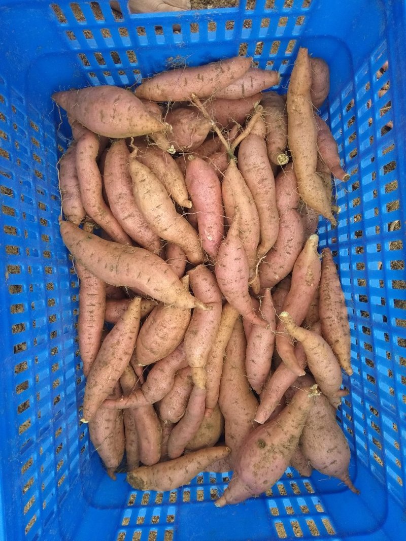 烟台蜜薯，