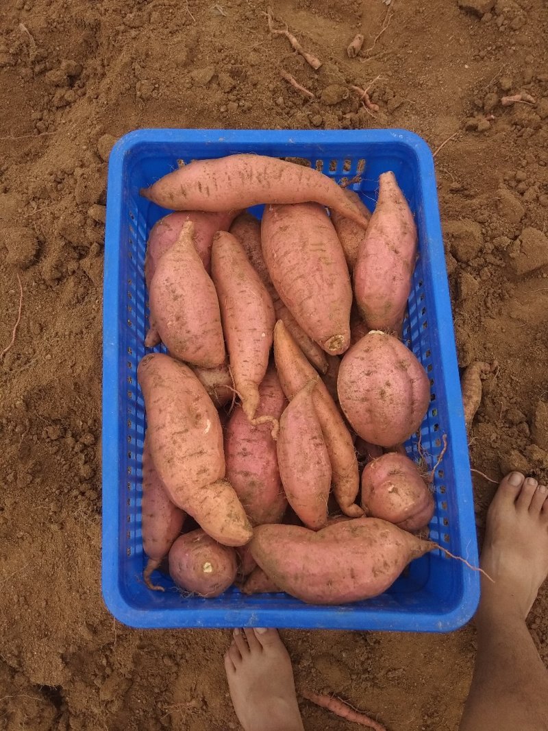 烟台蜜薯，
