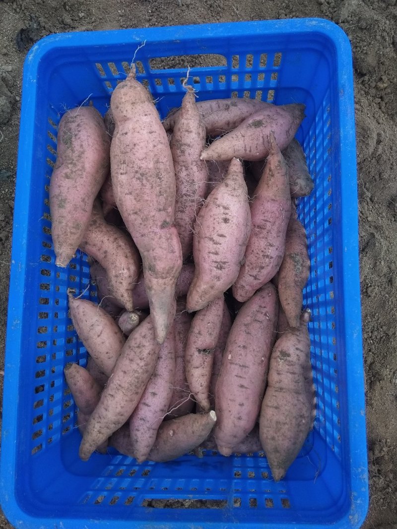烟台蜜薯，