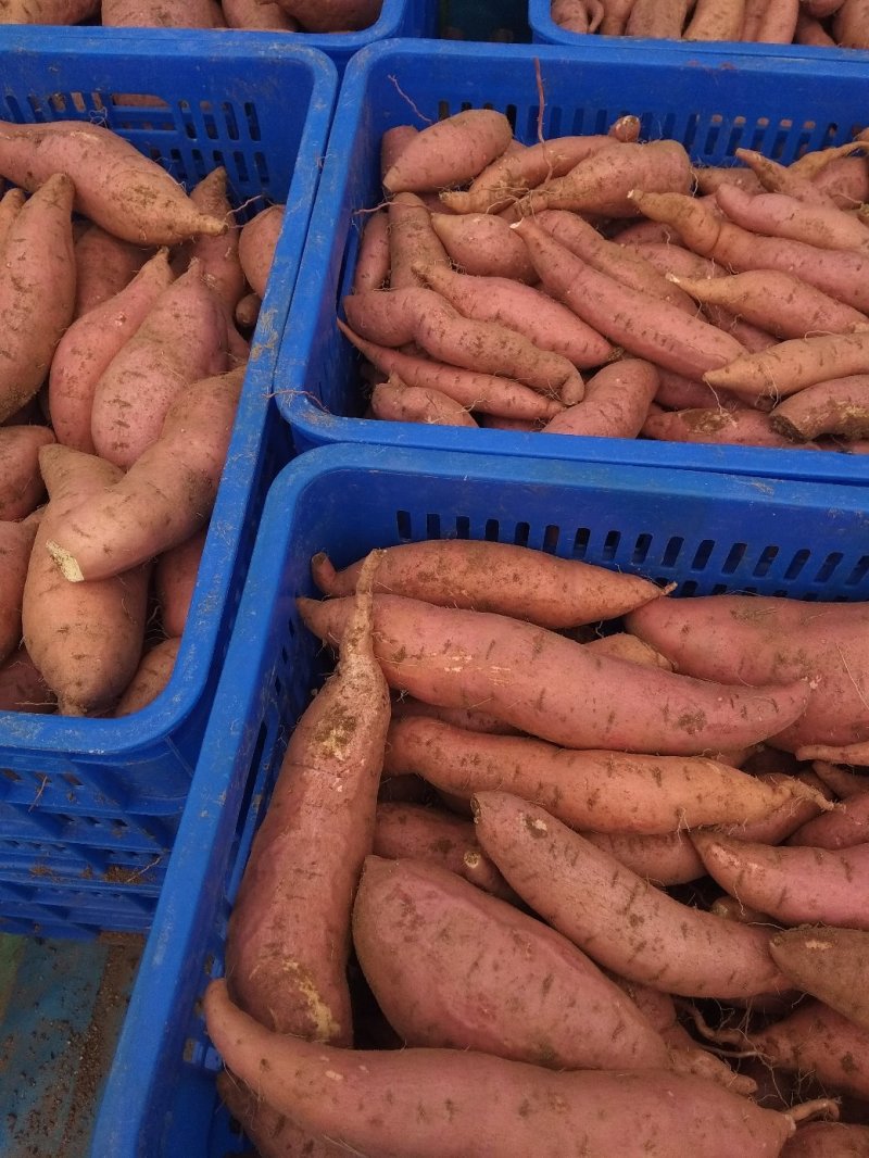 烟台蜜薯，