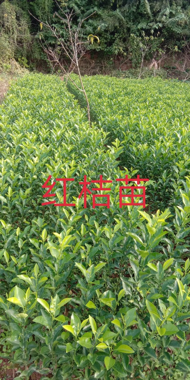 正宗红桔苗\免费提供技术