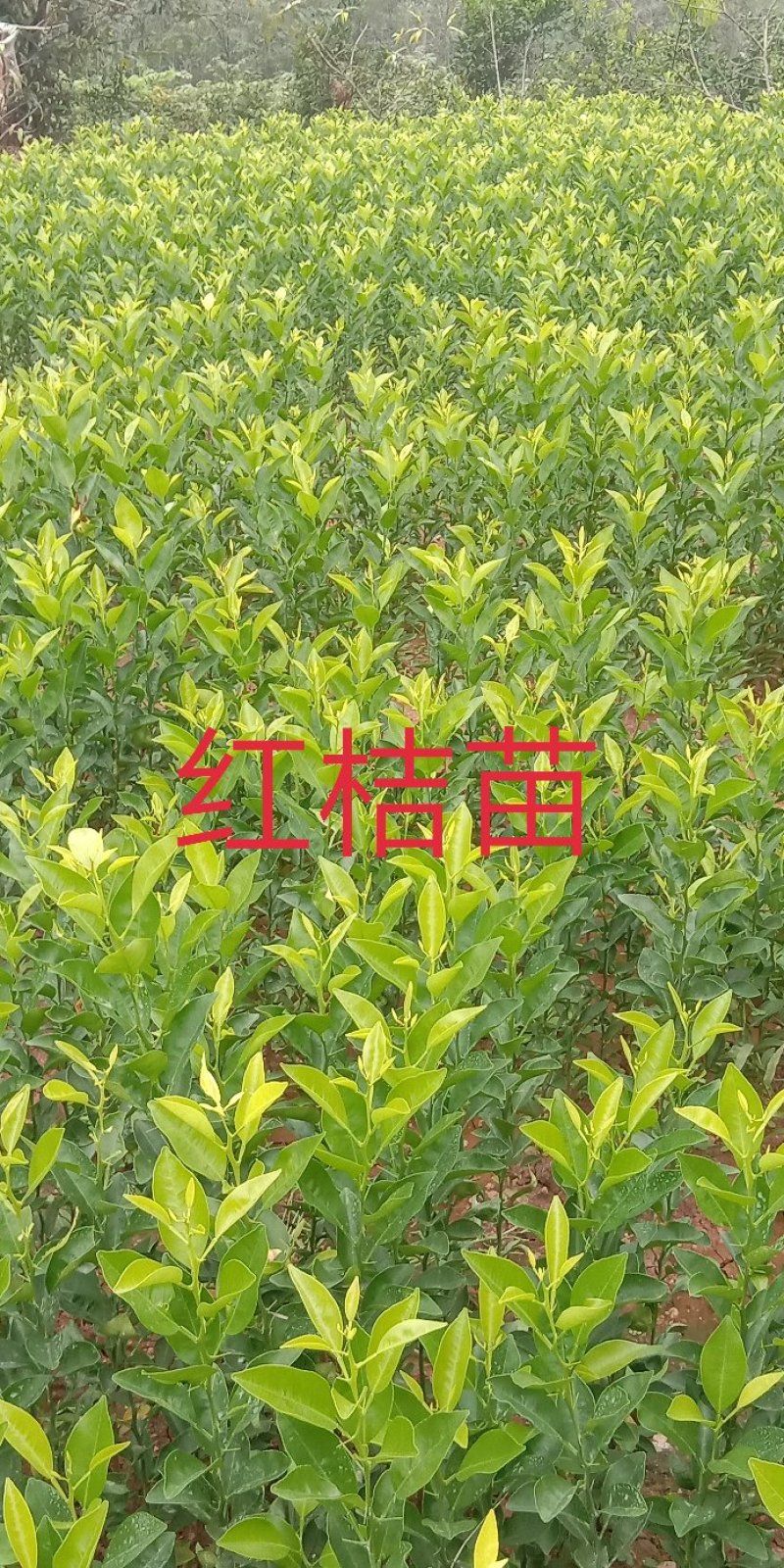 正宗红桔苗\免费提供技术