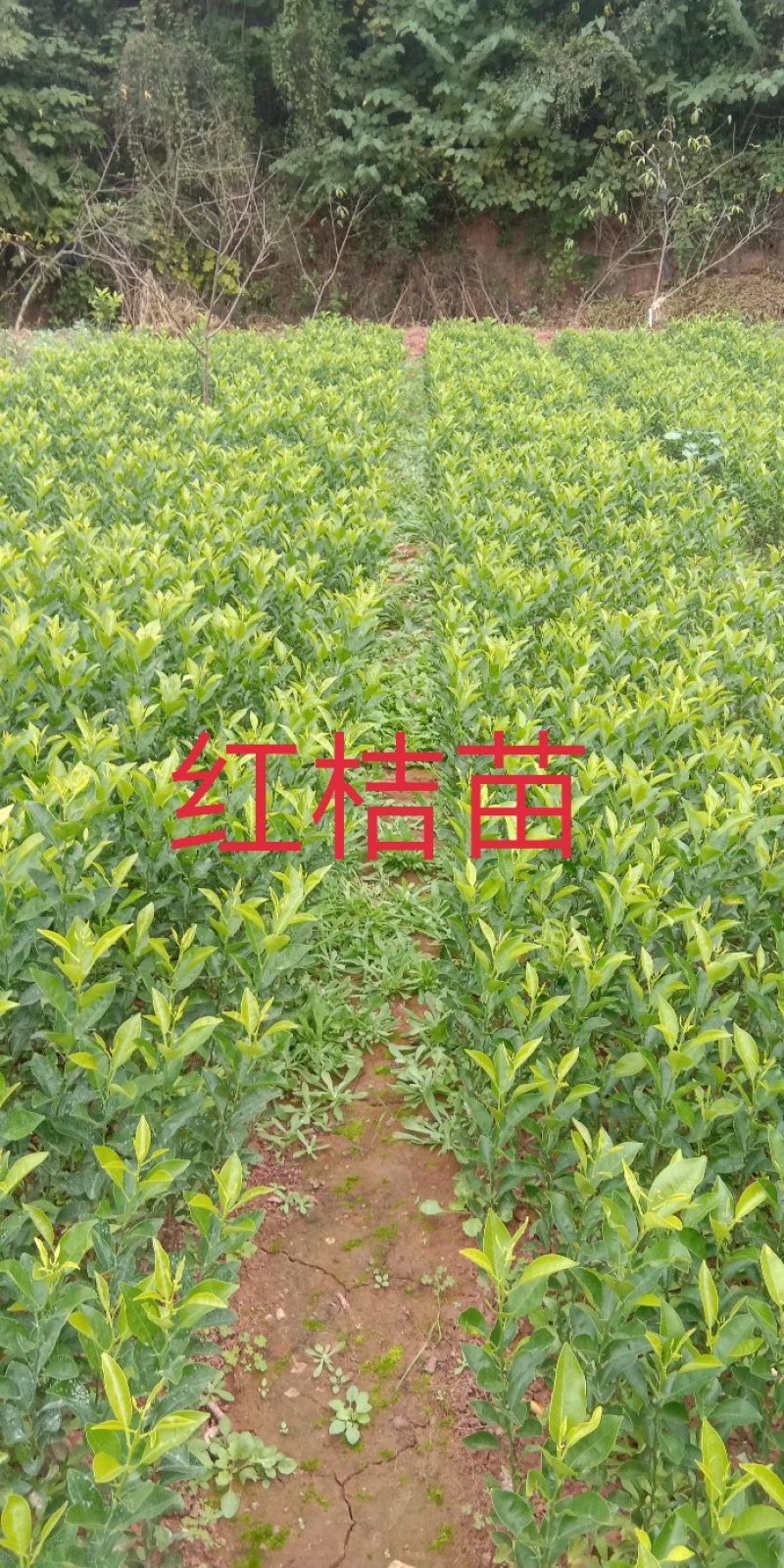 正宗红桔苗\免费提供技术