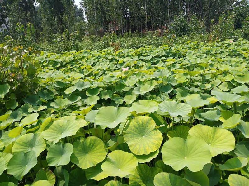 荷花基地专业种植自产自销