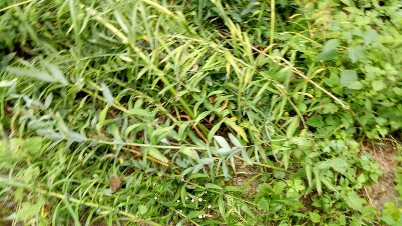 黄精新鲜黄精野生黄精黄精块茎