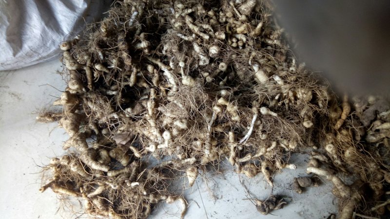 黄精新鲜黄精野生黄精黄精块茎
