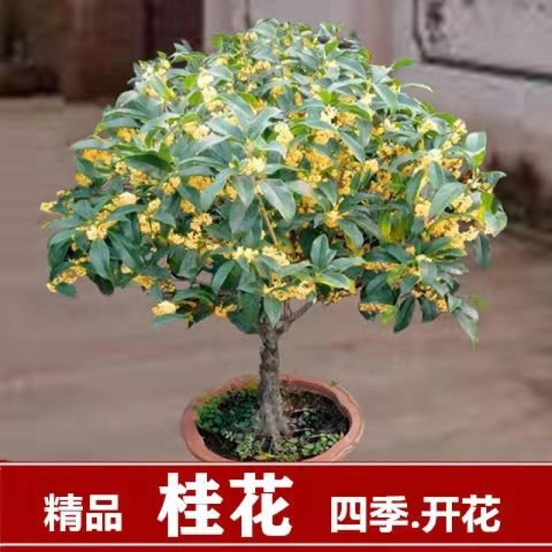桂花带花蕾带盆发货可以视频看货选货一亩田线上交易