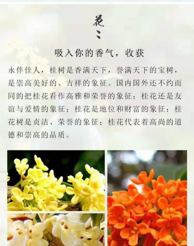 桂花带花蕾带盆发货可以视频看货选货一亩田线上交易