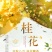 桂花带花蕾带盆发货可以视频看货选货一亩田线上交易