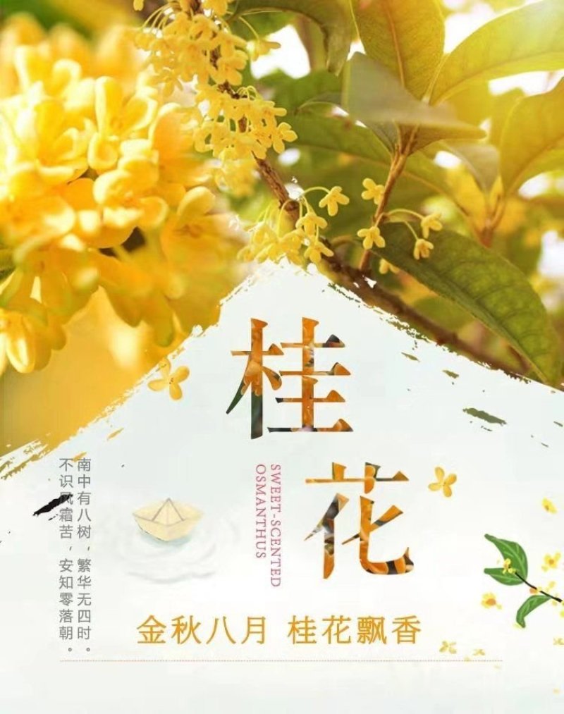 桂花带花蕾带盆发货可以视频看货选货一亩田线上交易