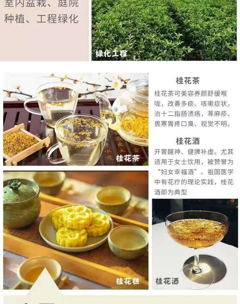 桂花带花蕾带盆发货可以视频看货选货一亩田线上交易