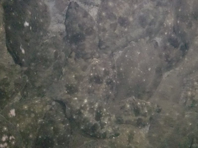 鸦片鱼各种规格