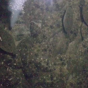 鸦片鱼各种规格