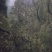 鸦片鱼各种规格
