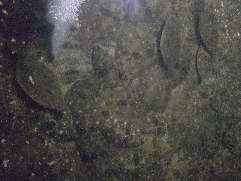 鸦片鱼各种规格