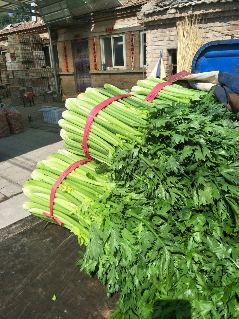 芹菜，有货，中颗，要的联系我
