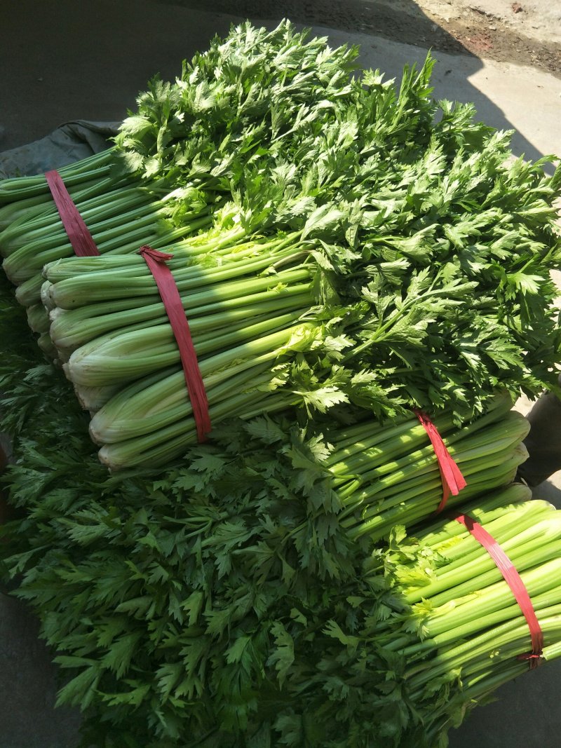 芹菜，有货，中颗，要的联系我