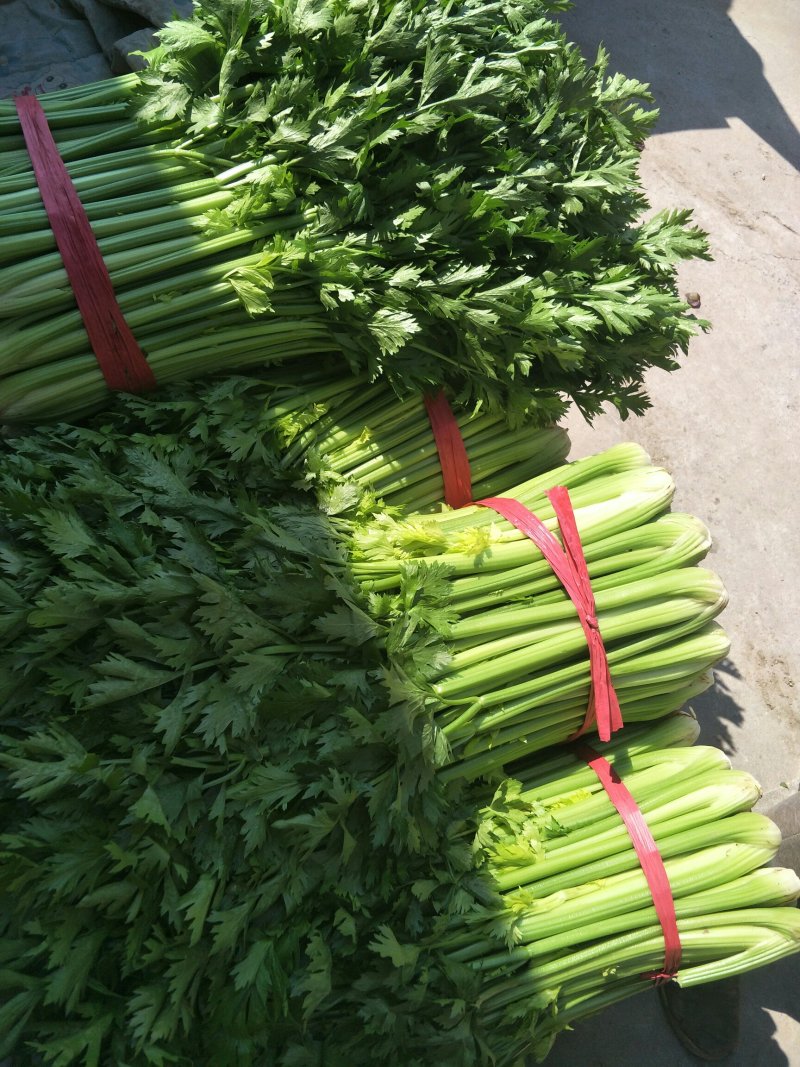 芹菜，有货，中颗，要的联系我