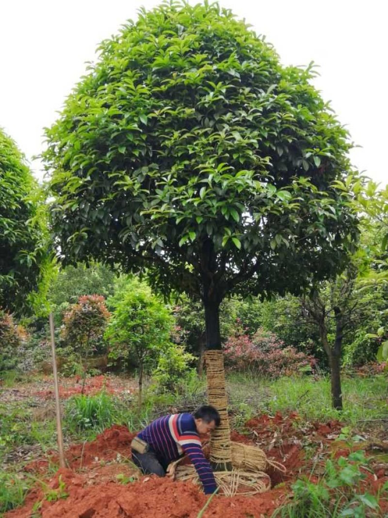 咸宁百桂园基地，12公分桂花树，品质好，成活率高。