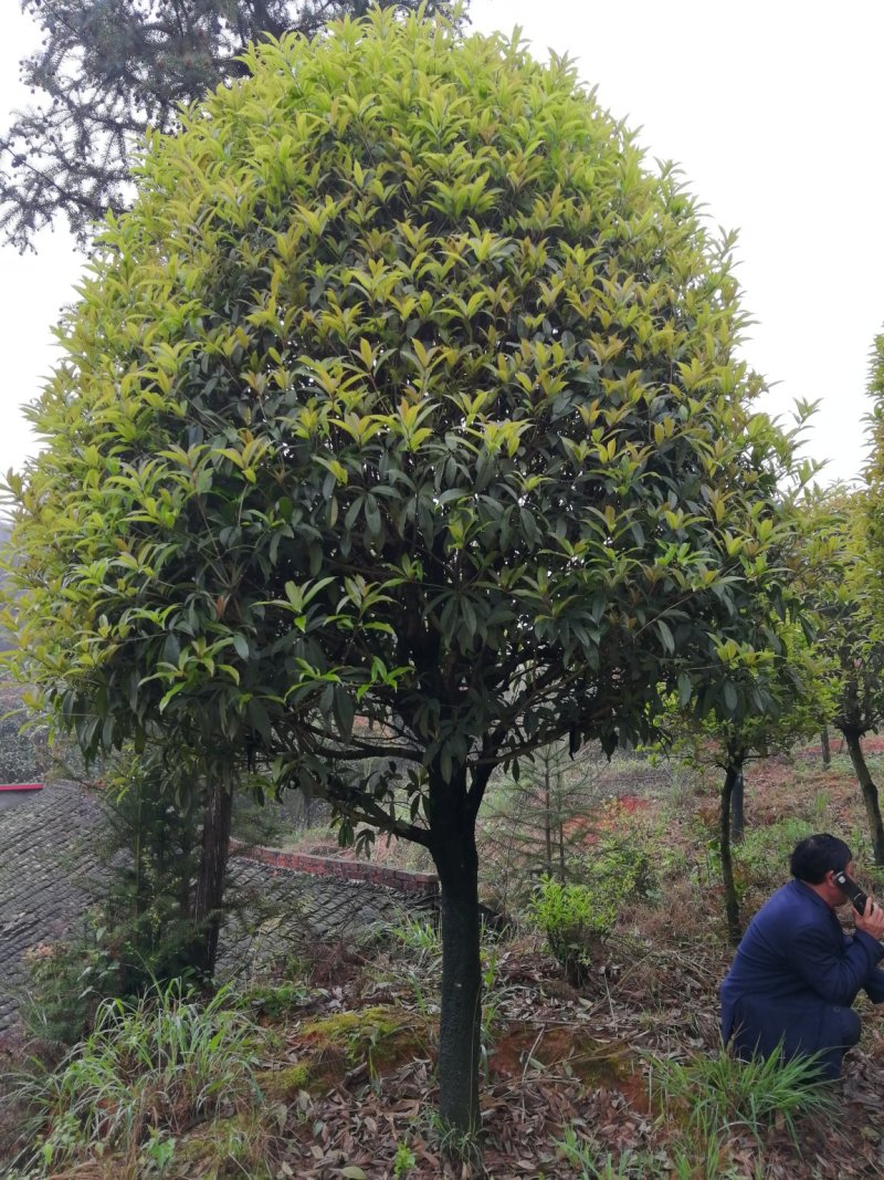 咸宁百桂园基地，12公分桂花树，品质好，成活率高。