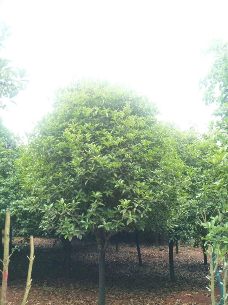 咸宁百桂园基地，12公分桂花树，品质好，成活率高。