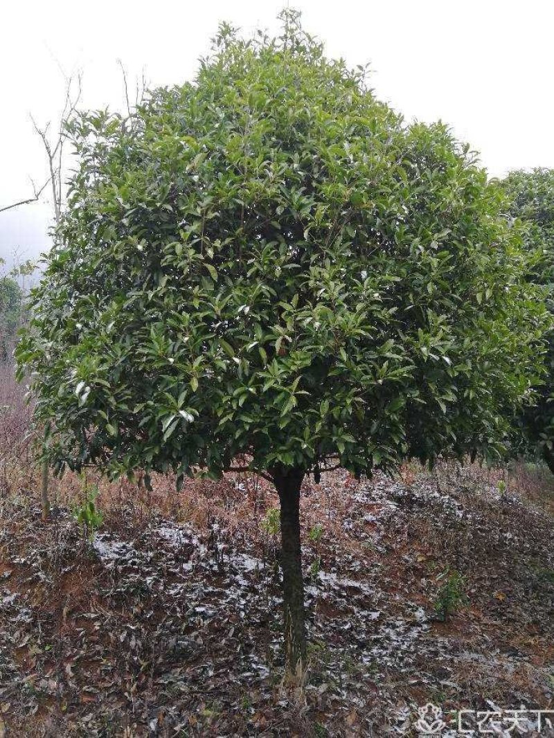 咸宁百桂园基地，12公分桂花树，品质好，成活率高。