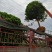 咸宁百桂园基地，12公分桂花树，品质好，成活率高。