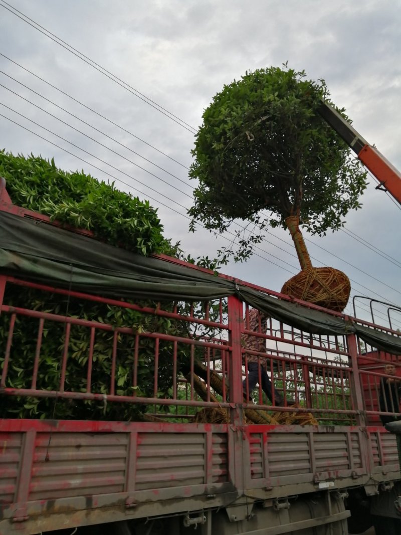 咸宁百桂园基地，12公分桂花树，品质好，成活率高。