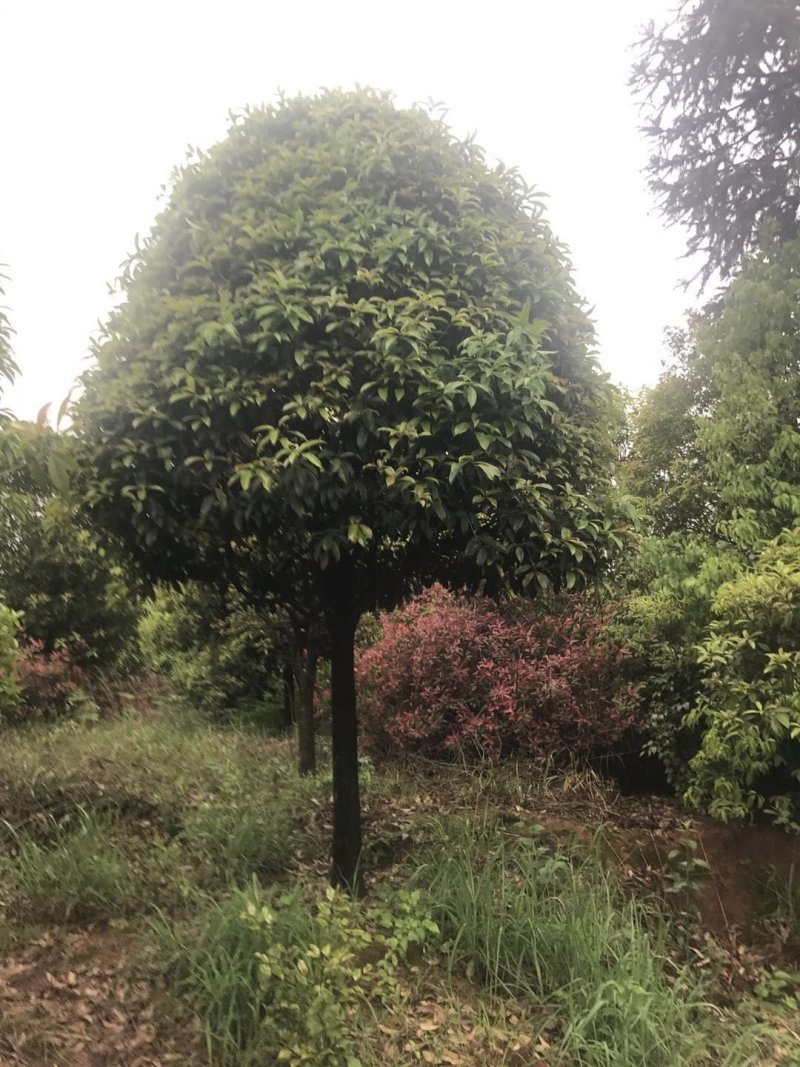 咸宁百桂园基地，12公分桂花树，品质好，成活率高。