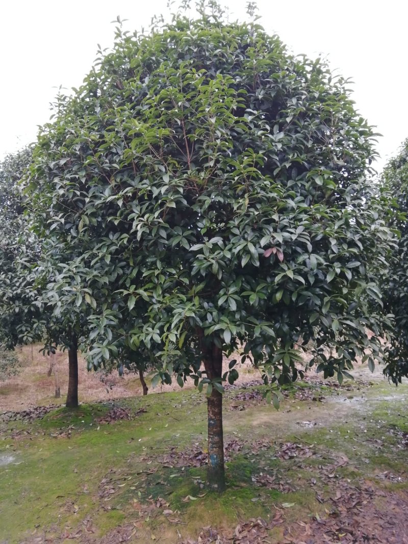 咸宁百桂园基地，12公分桂花树，品质好，成活率高。
