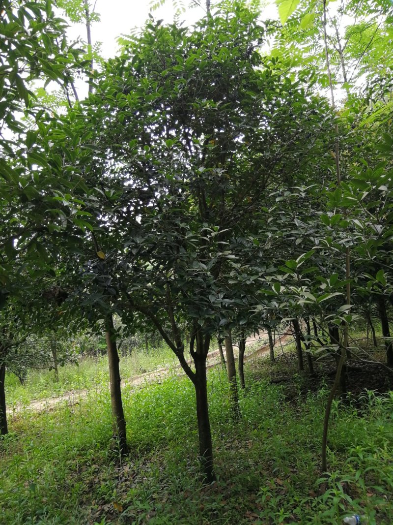 咸宁百桂园基地，12公分桂花树，品质好，成活率高。