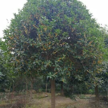 咸宁百桂园基地，12公分桂花树，品质好，成活率高。