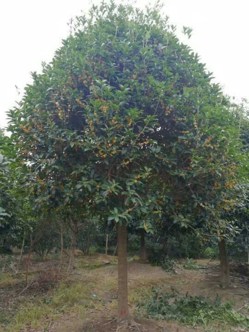 咸宁百桂园基地，12公分桂花树，品质好，成活率高。