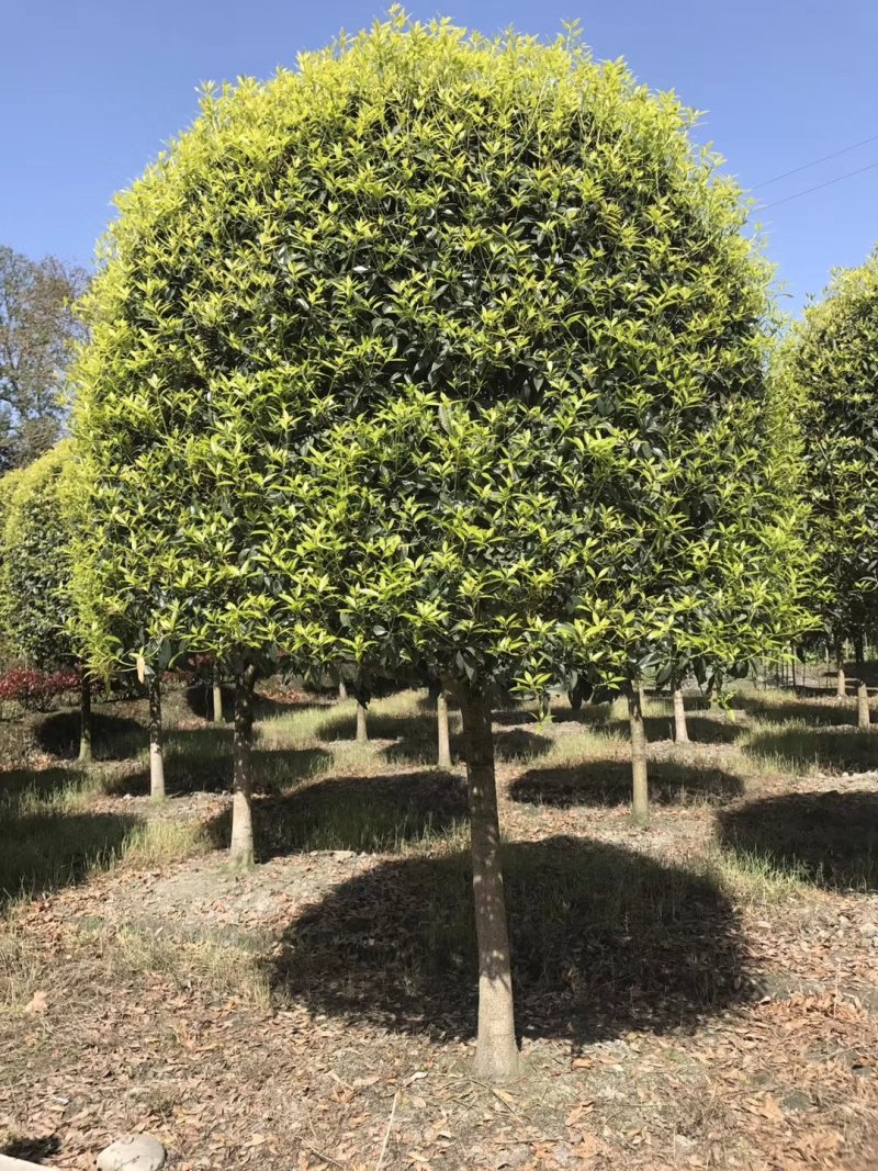 咸宁百桂园基地，12公分桂花树，品质好，成活率高。