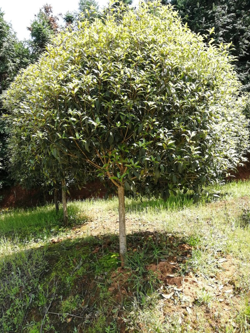 咸宁百桂园基地，12公分桂花树，品质好，成活率高。