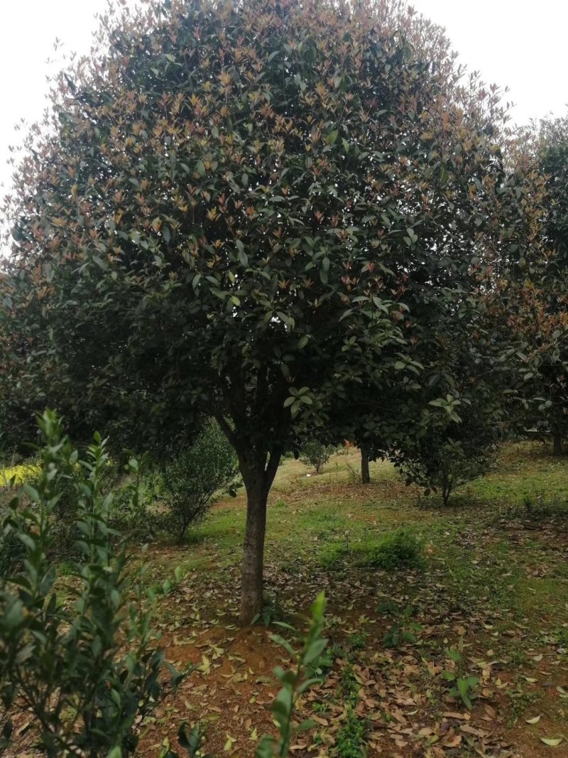 咸宁百桂园基地，12公分桂花树，品质好，成活率高。
