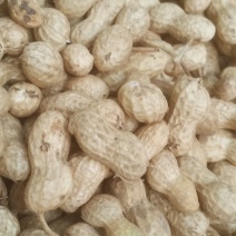 优质鲁花8号鲜花生，大量上市颗粒饱满均匀