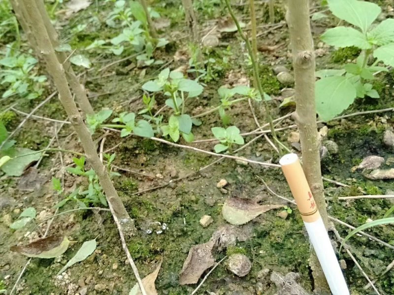 青梅苗