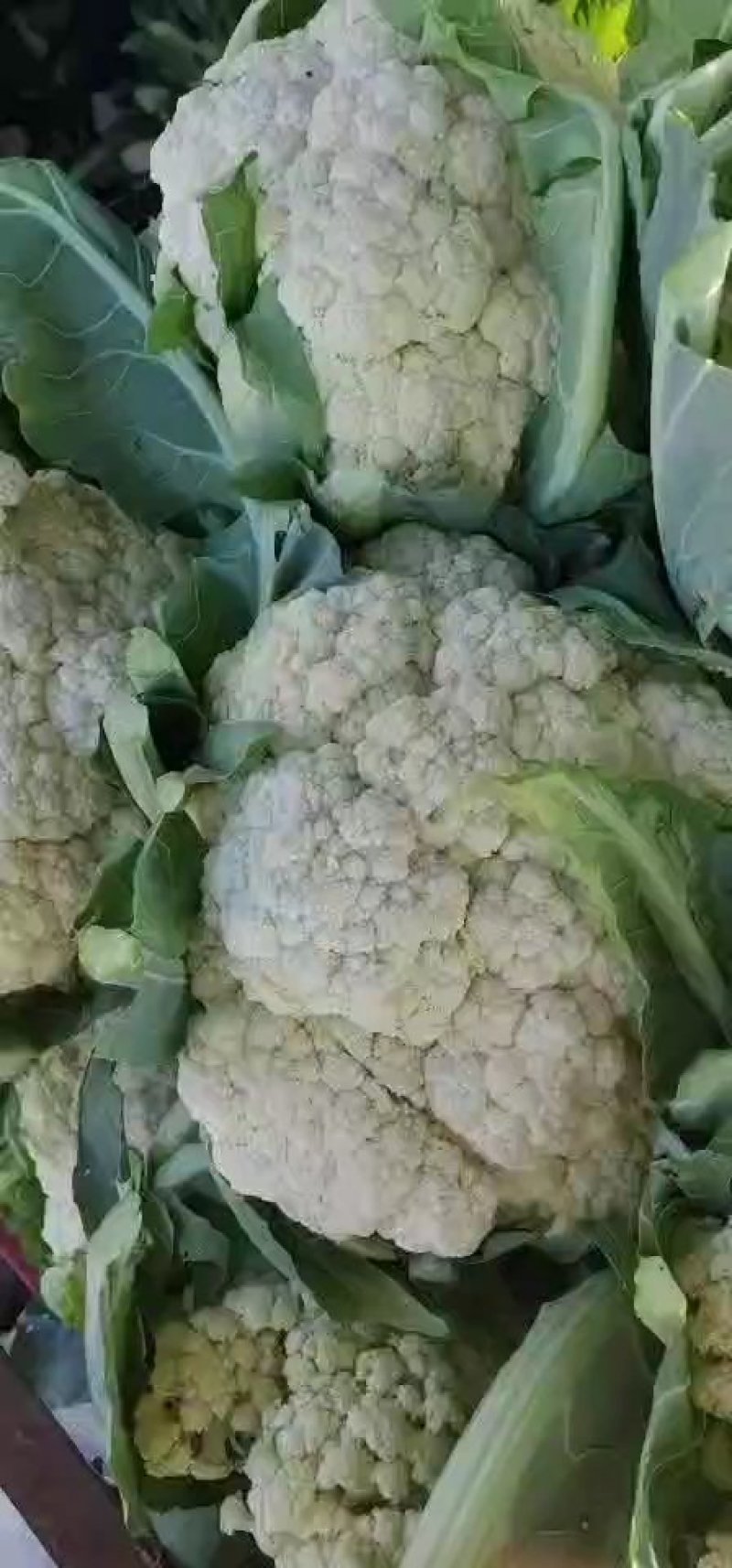 白面青梗松花菜