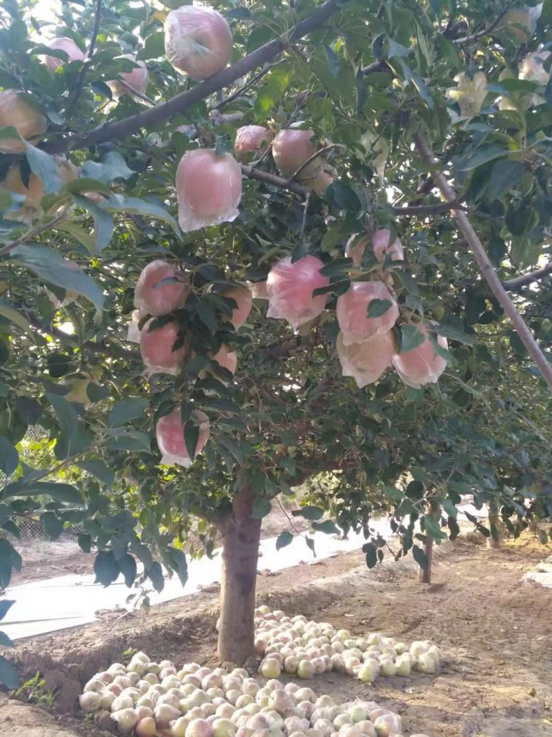 中秋王苹果，个大，口感好现摘现发欢迎采购