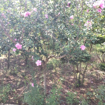 木槿花，5-6公分木槿