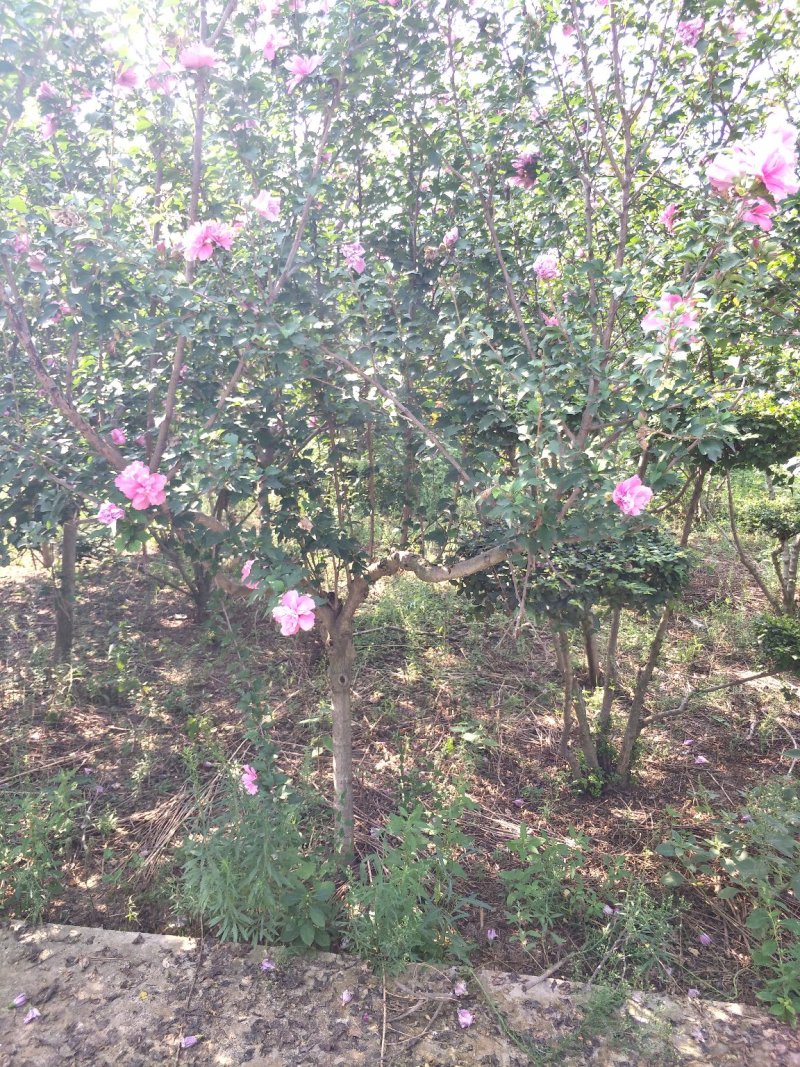 木槿花，5-6公分木槿